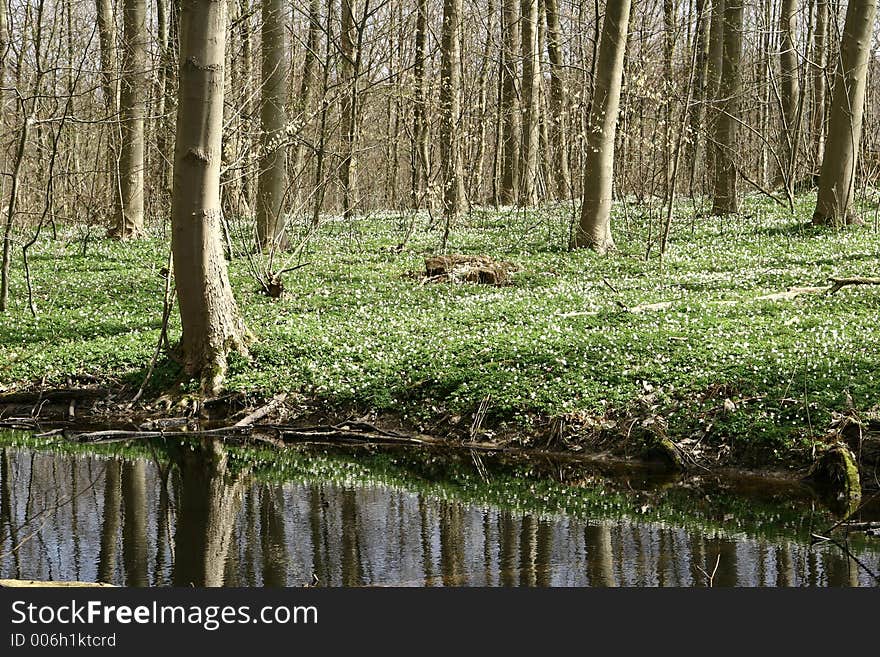 Forest , trees and leaves in spring. Forest , trees and leaves in spring