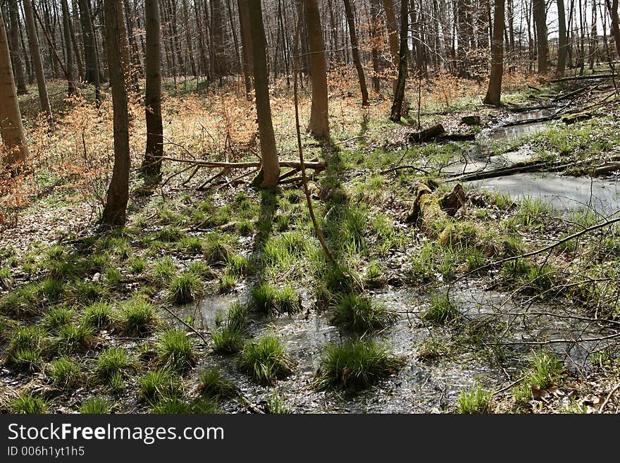 Forest , trees and leaves. Forest , trees and leaves