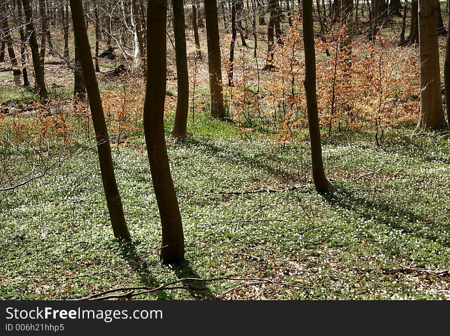 Forest , trees and leaves in spring. Forest , trees and leaves in spring