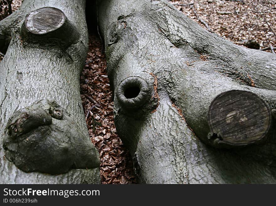 Forest , trees and trunk in autumn. Forest , trees and trunk in autumn