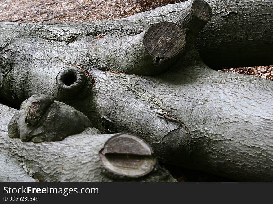 Forest , trees and trunk in autumn. Forest , trees and trunk in autumn