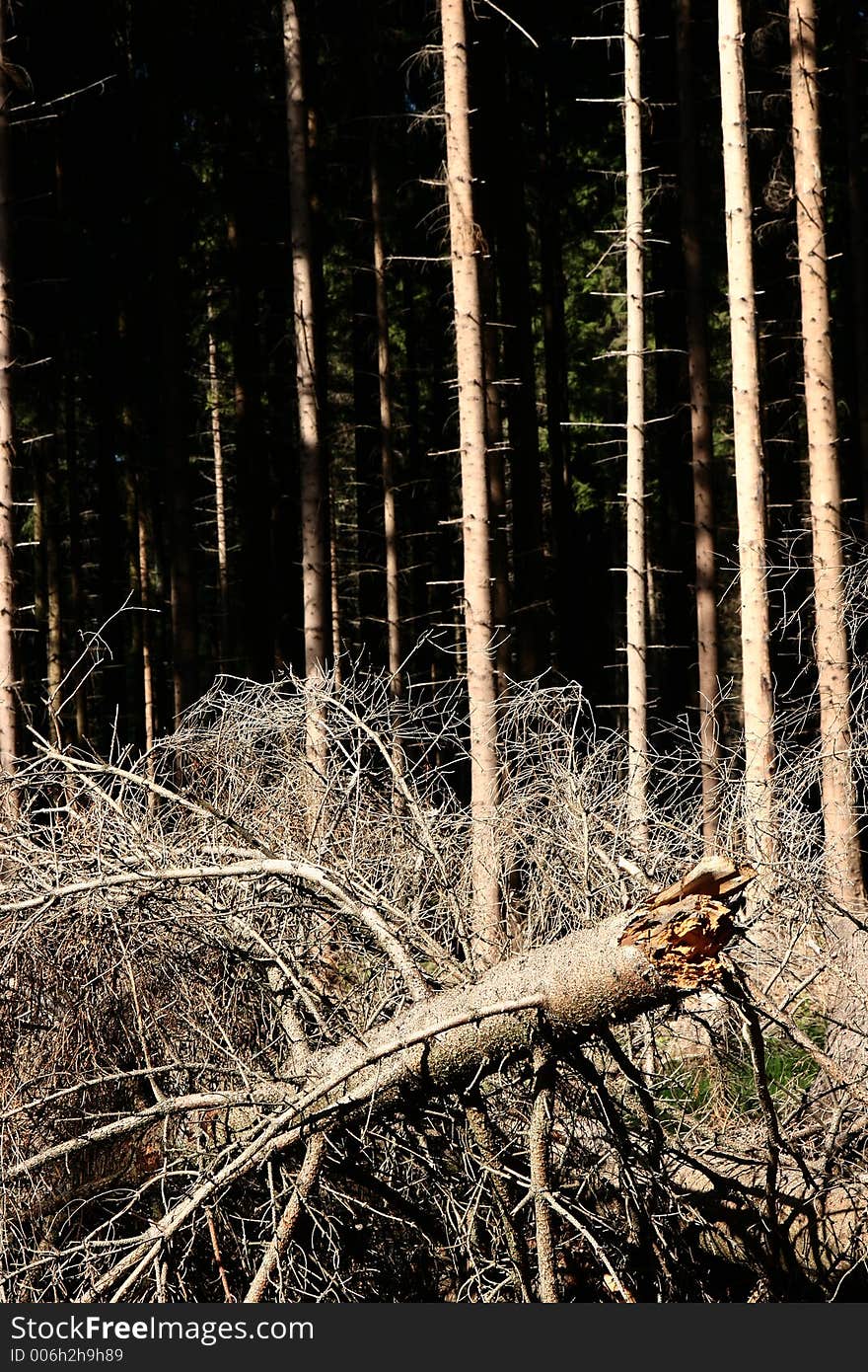 Trees and forest autumn