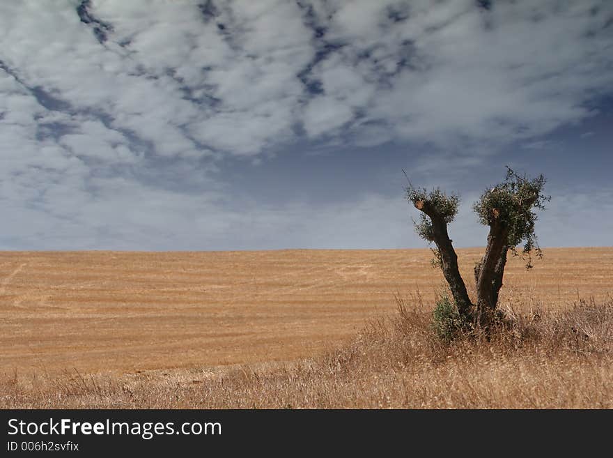 Field landscape