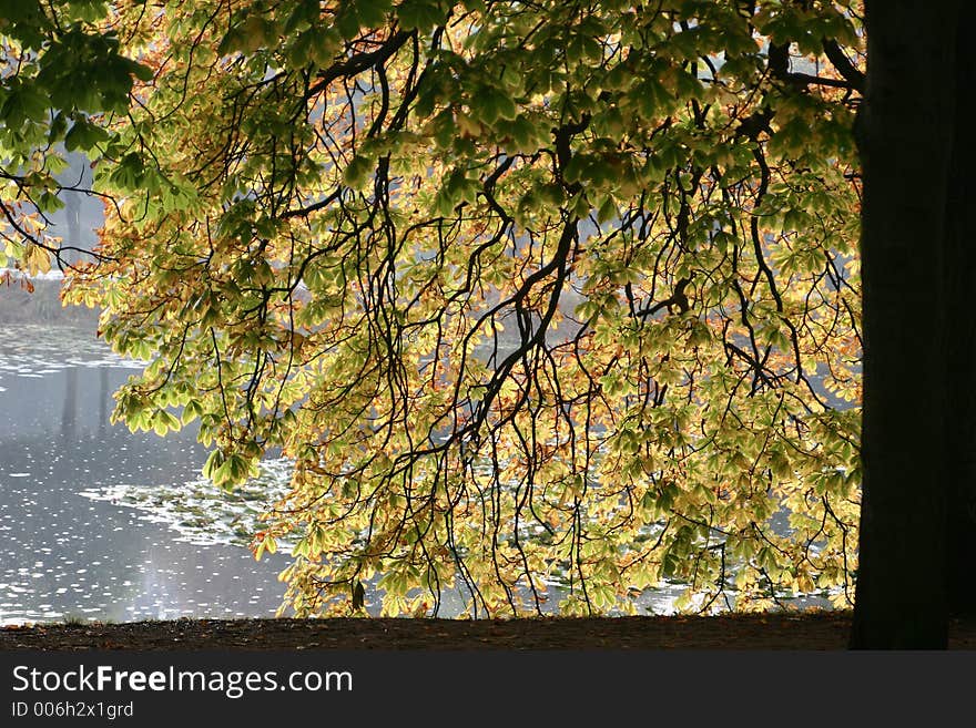 Forest , trees and leaves in autumn. Forest , trees and leaves in autumn