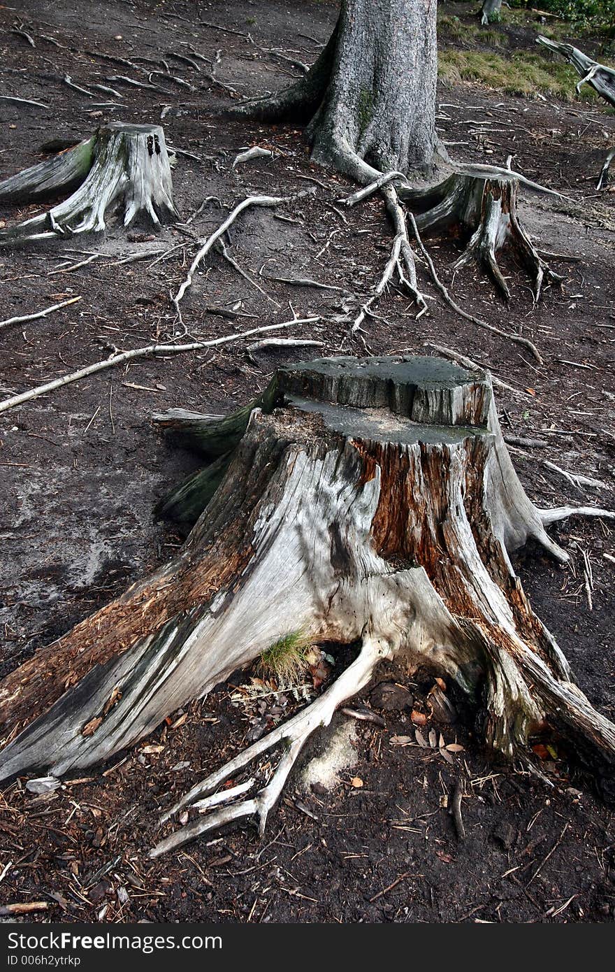 Forest , trees and trunk in autumn. Forest , trees and trunk in autumn