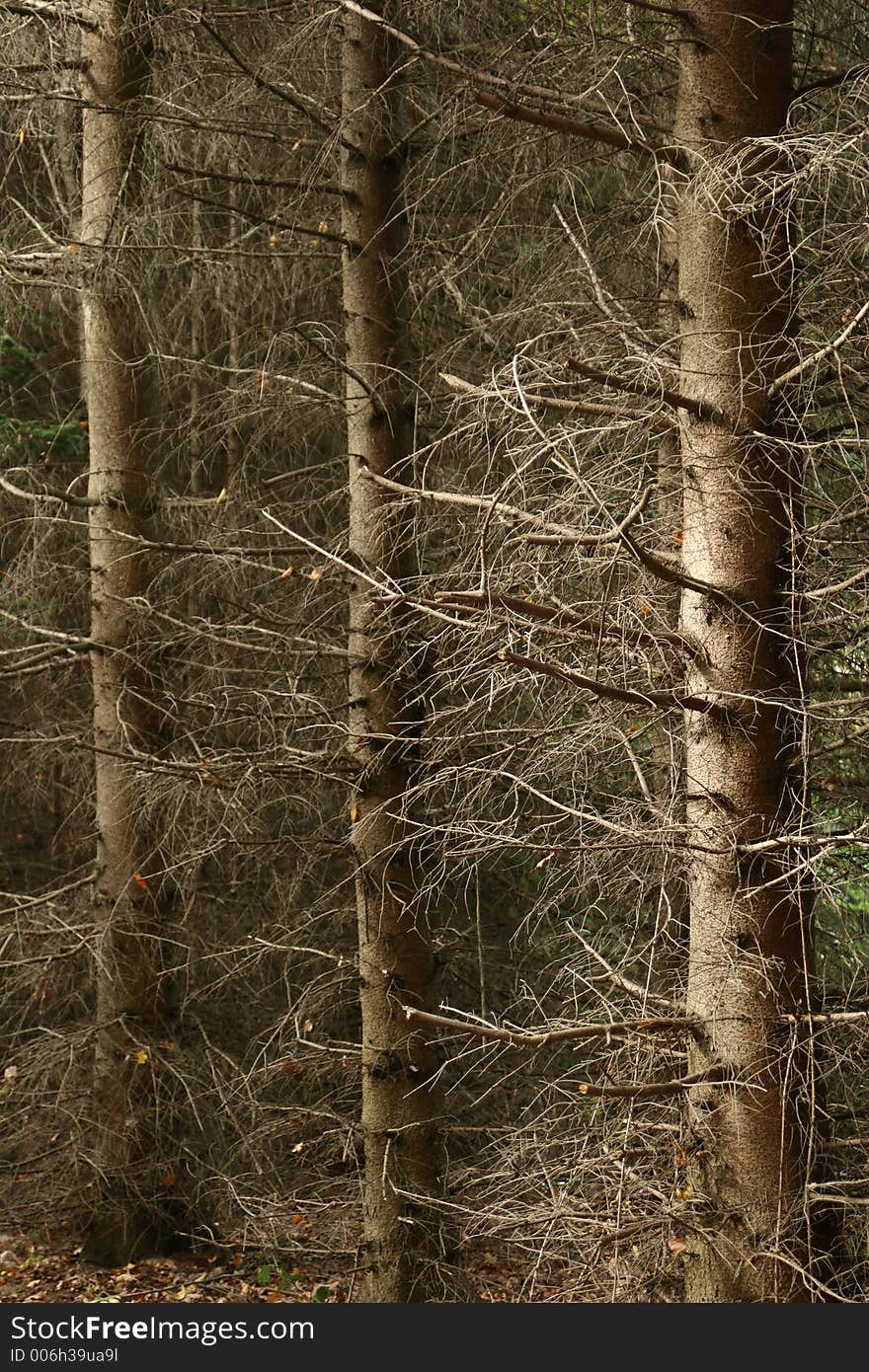 Forest , trees and leaves in autumn. Forest , trees and leaves in autumn