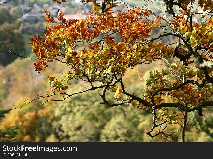 Forest , trees and leaves in autumn. Forest , trees and leaves in autumn