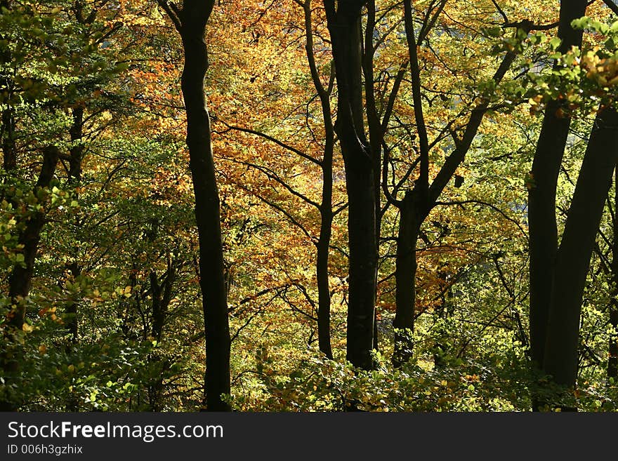 Forest , trees and leaves in autumn. Forest , trees and leaves in autumn