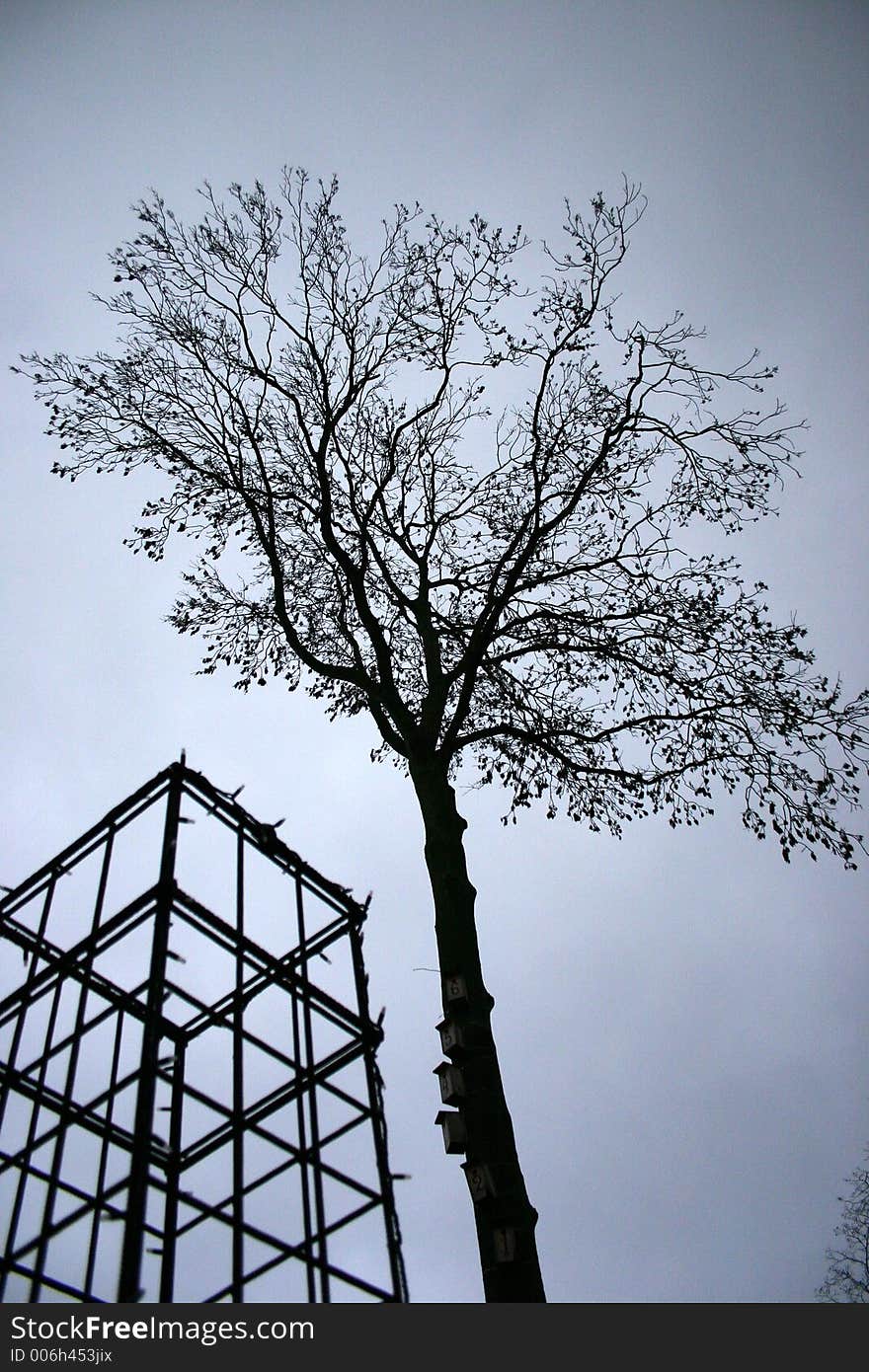 Forest , trees and leaves. Forest , trees and leaves