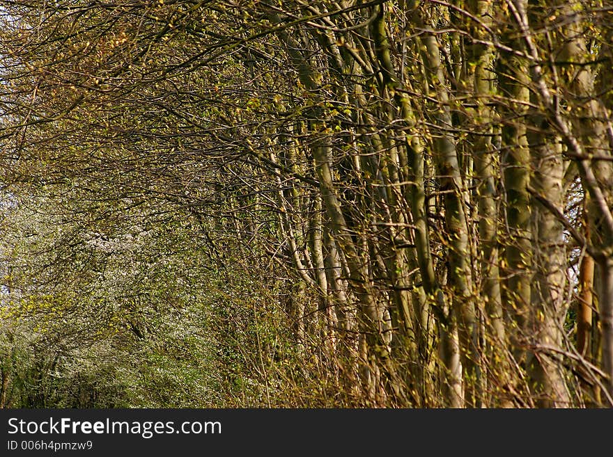 Forest , trees and trunk in autumn. Forest , trees and trunk in autumn