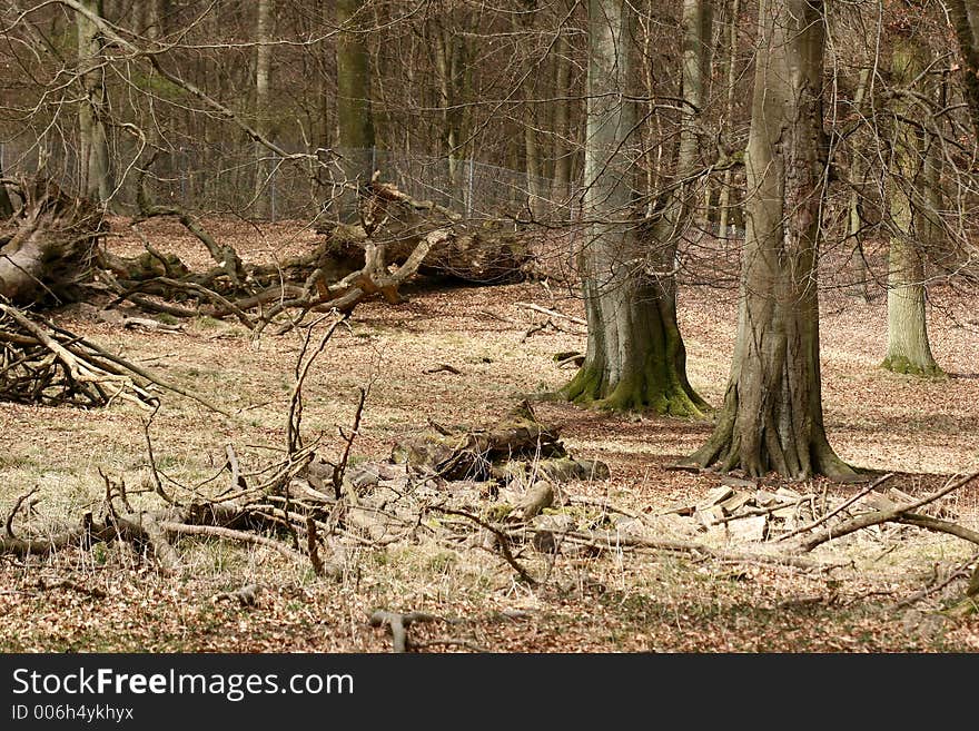 Forest , trees and trunk in autumn. Forest , trees and trunk in autumn