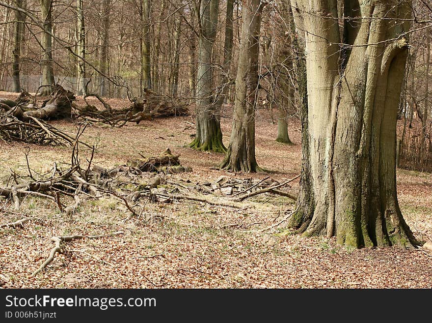 Forest , trees and trunk in autumn. Forest , trees and trunk in autumn