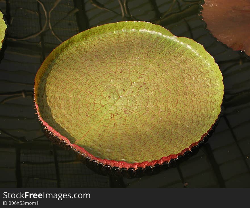 Giant water lily leaf on dark pond, with faint reflection of greenhouse roof structure.