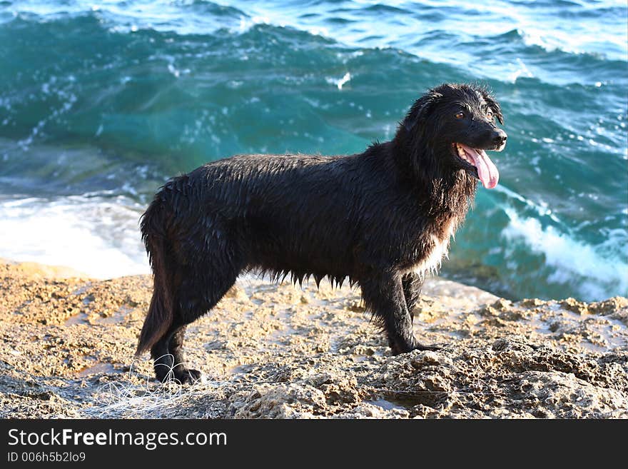 A wet sheepdog after playing in the sea. A wet sheepdog after playing in the sea