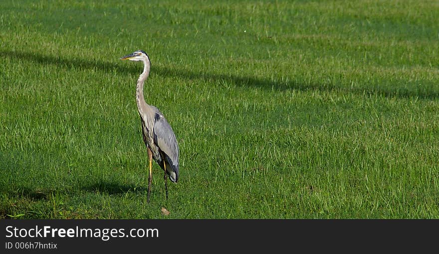 Big Blue Heron