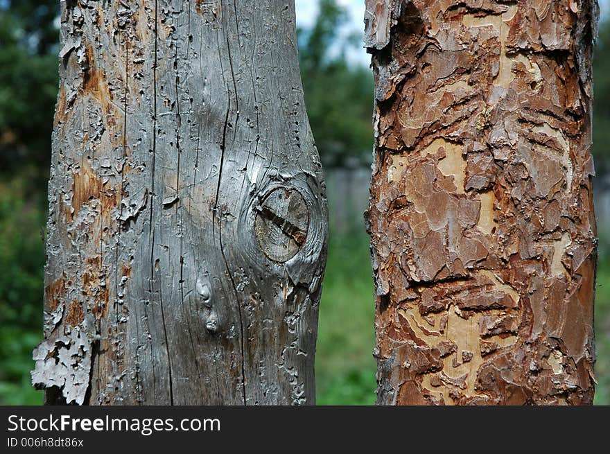 Pine planks with worm-holes