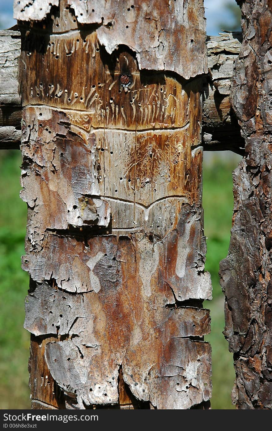 Pine plank with bark and worm-holes