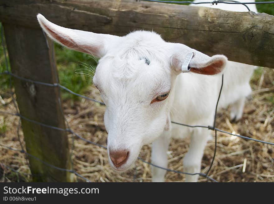 Baby goat poking his head through fence