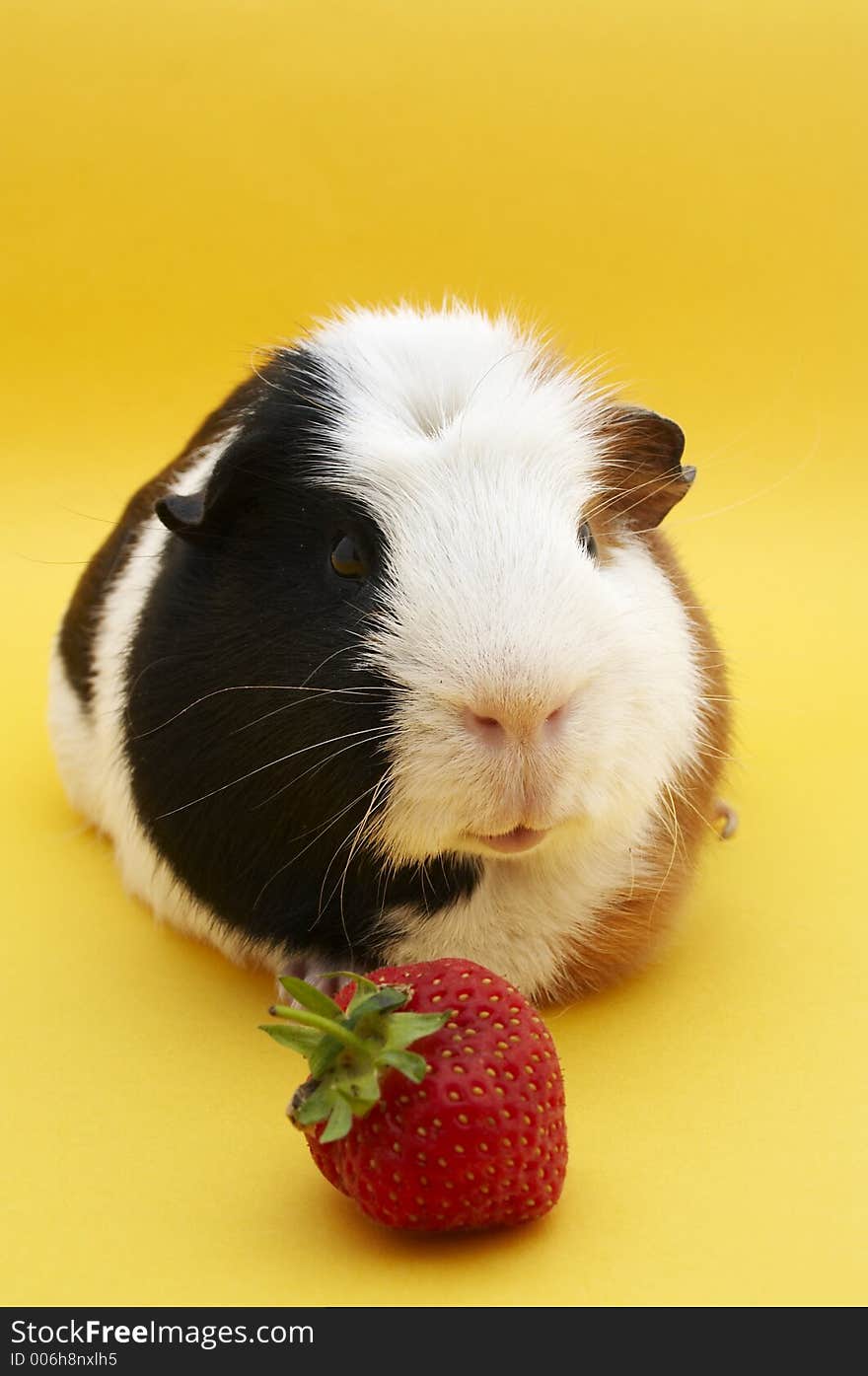 Guinea Pig with strawberry