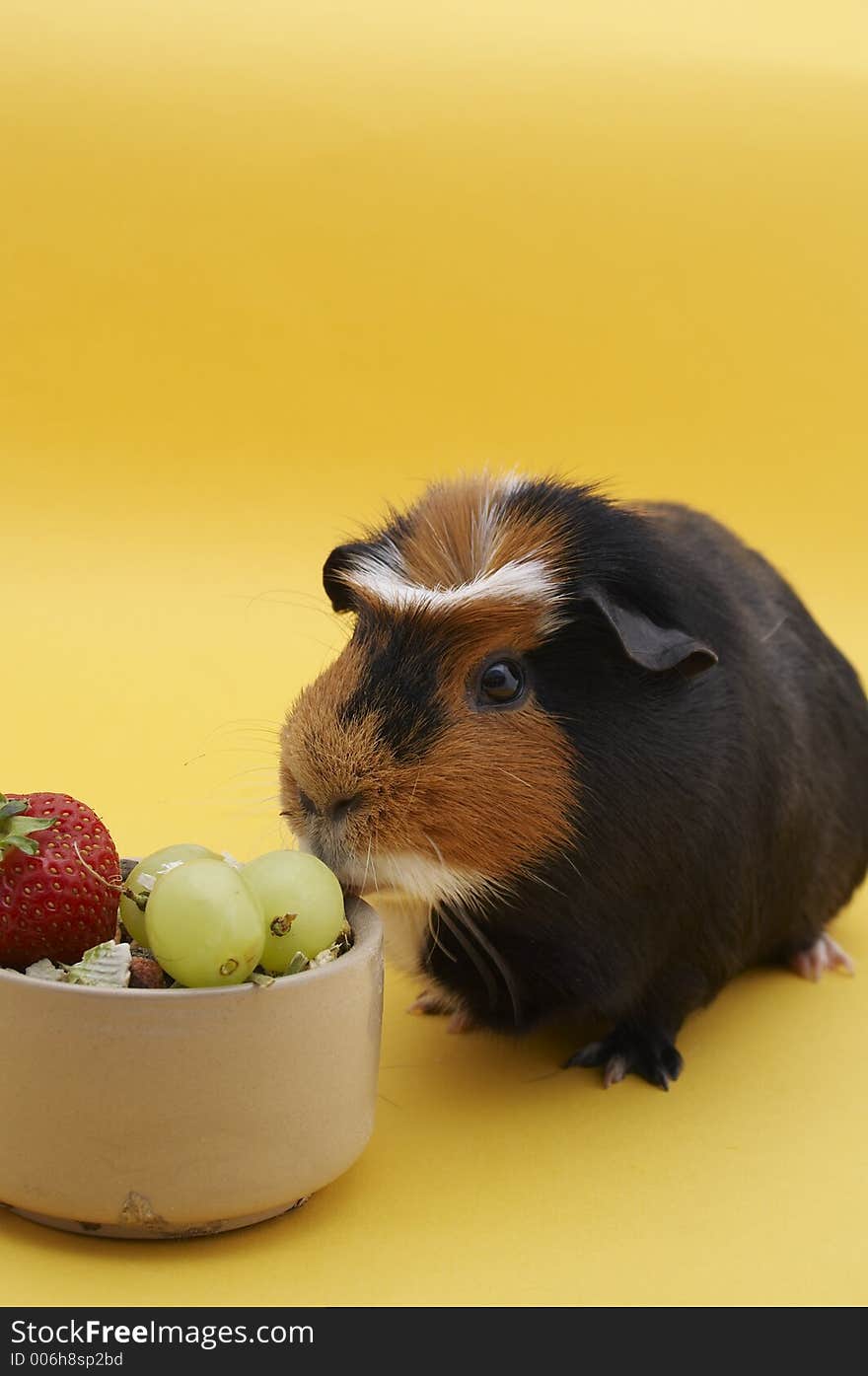 Guinea Pig with bowl - Strawberry