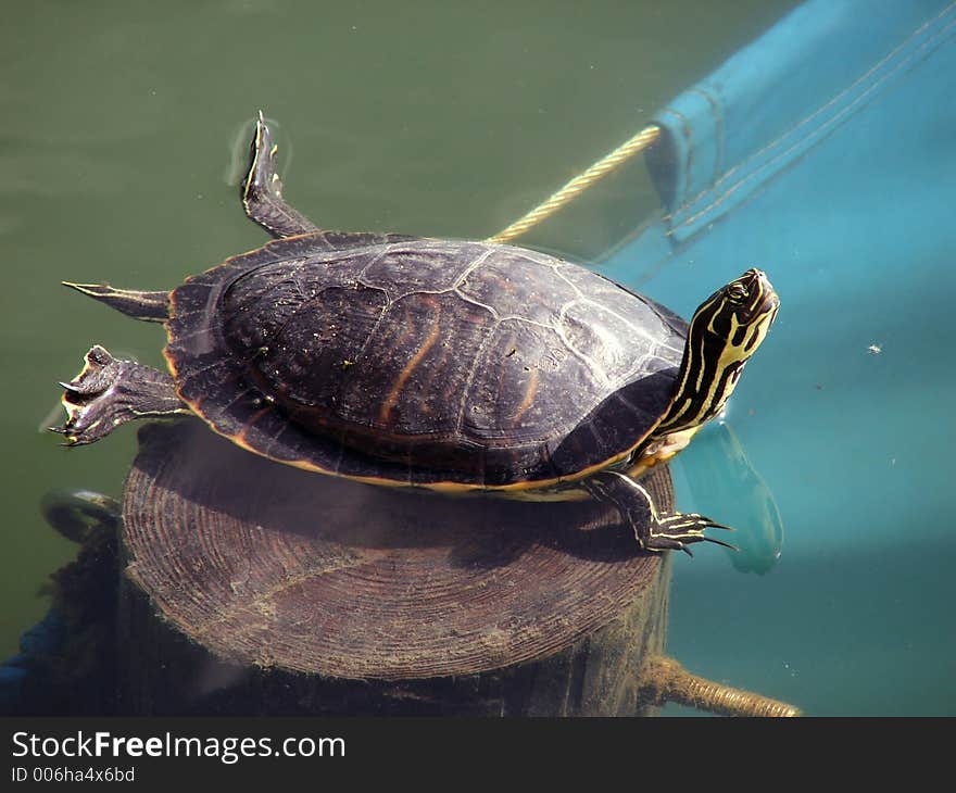 This turtle rests on the top of submerged pole and stretches out to catch every bit of the sun's warmth that he can. This turtle rests on the top of submerged pole and stretches out to catch every bit of the sun's warmth that he can.