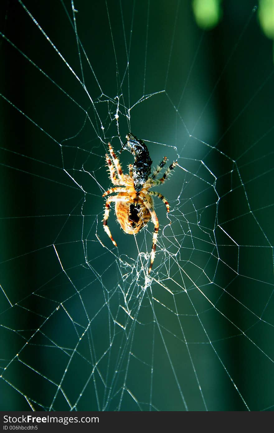 Caught In The Web