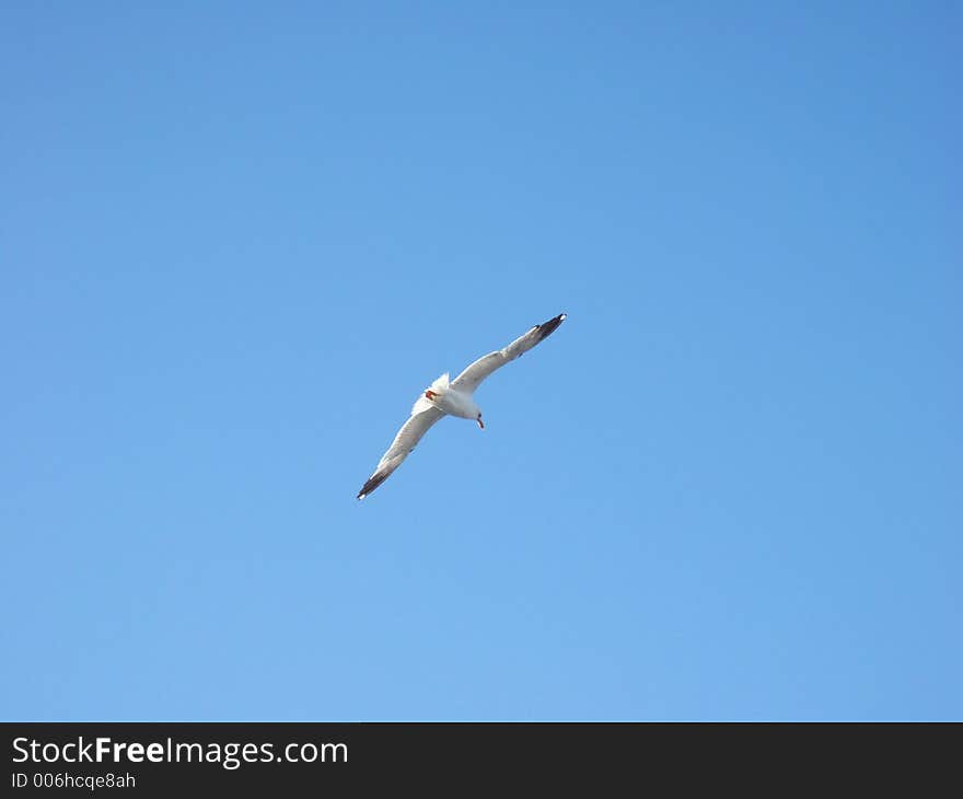 Seagull 2