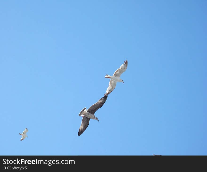 Seagulls flying.