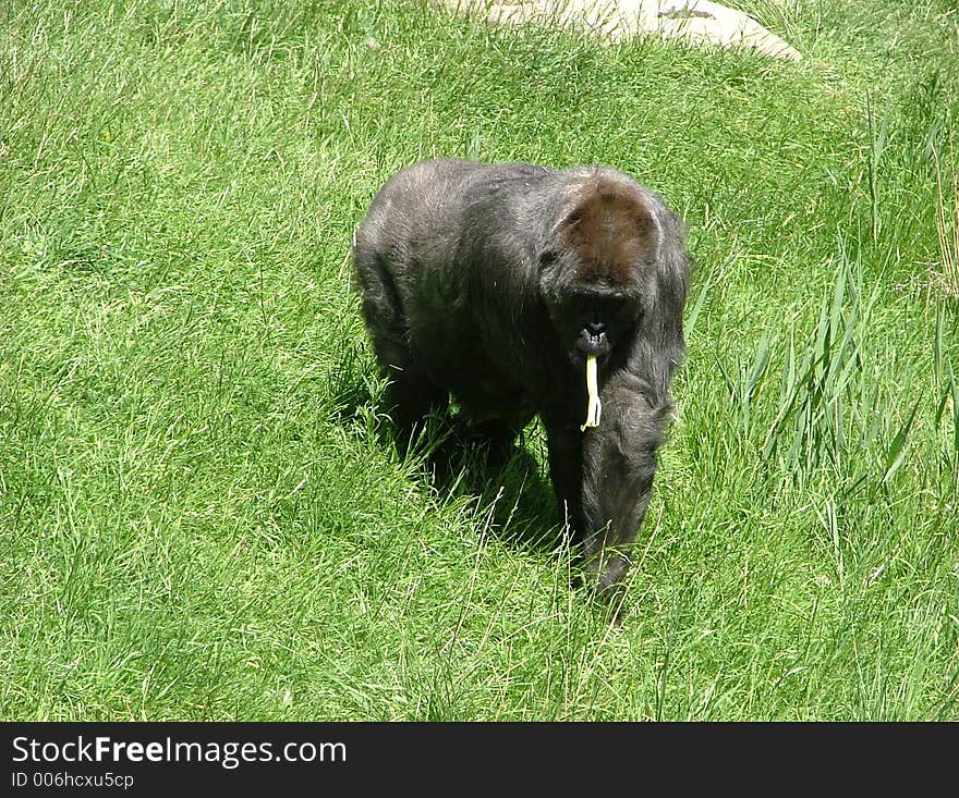 This gorilla is from the Utah Hogle Zoo and had so much personality.