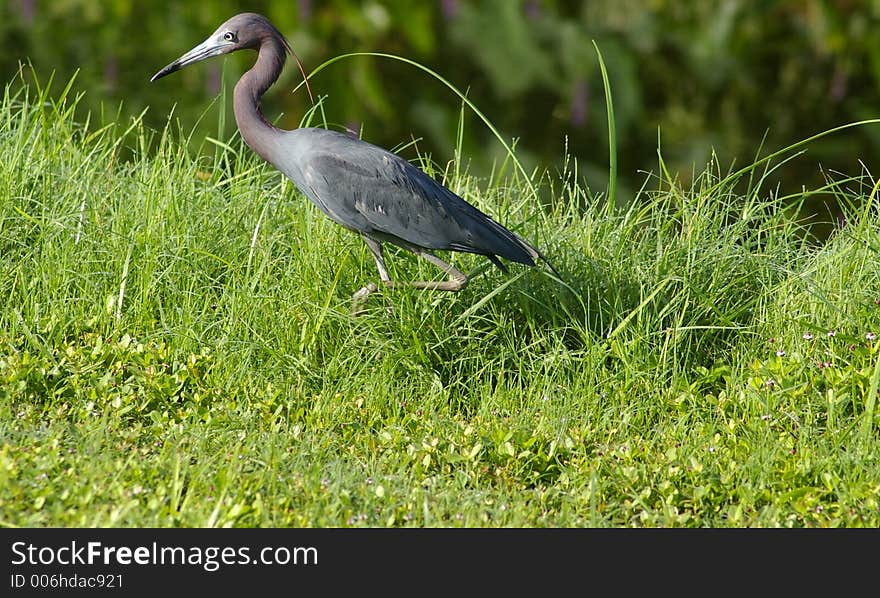 Reddish Egret 2