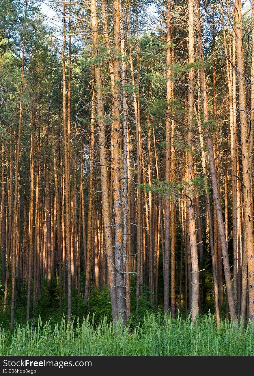 Summer forest