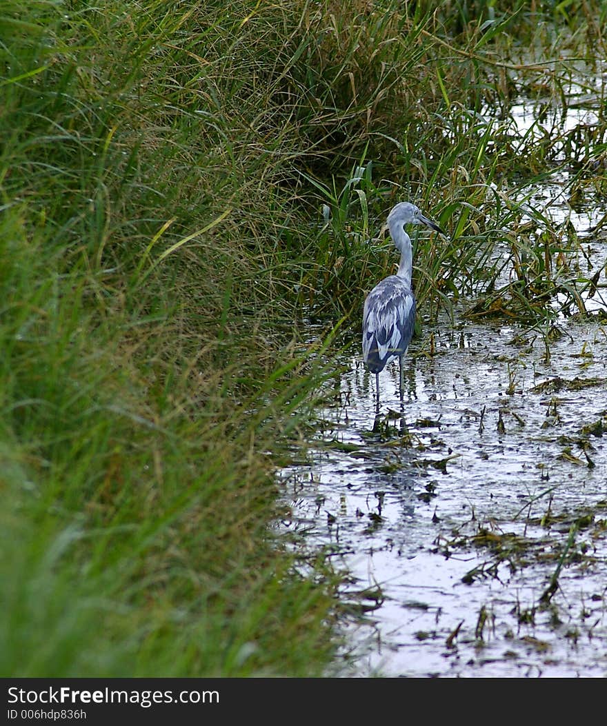 Juvenile Little Blue Heron