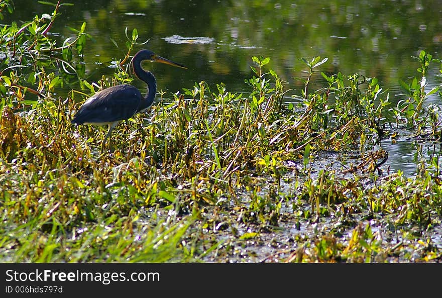 Tri-Color Heron