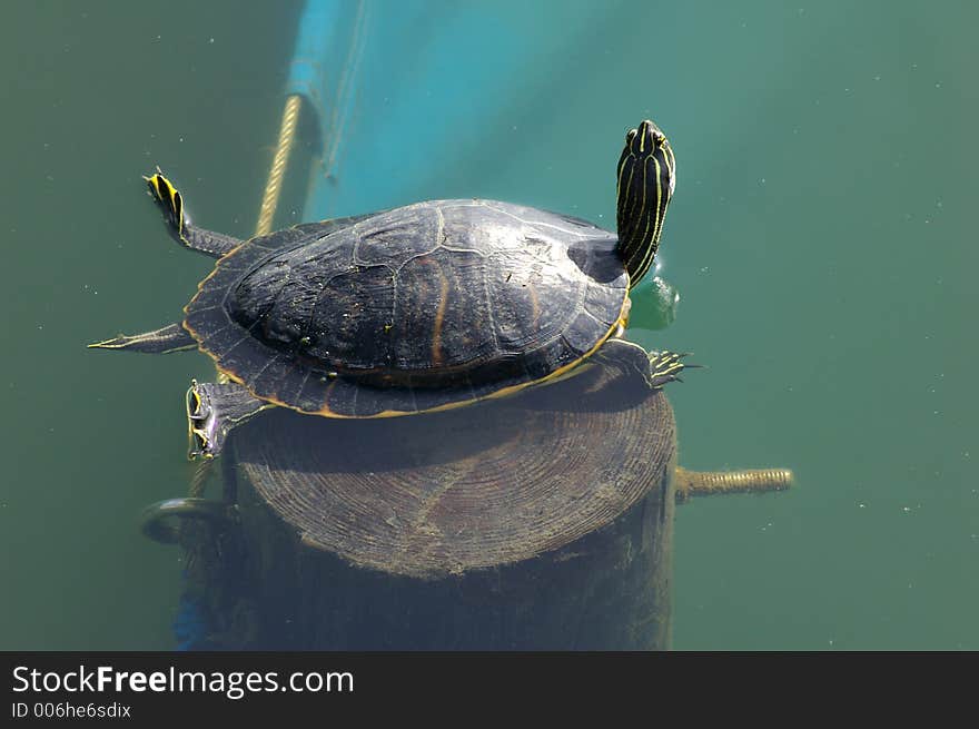 Turtle Bathing In The Sun