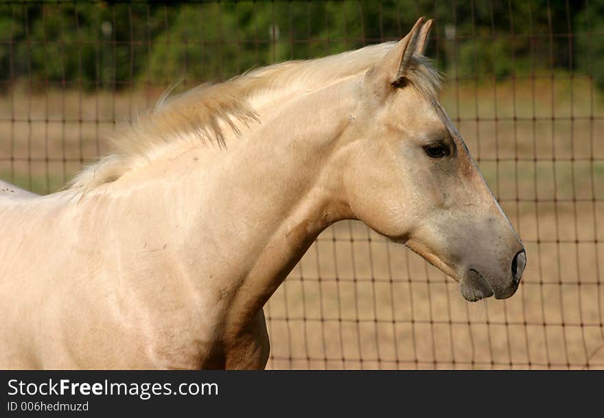 Head shot of alert palomino colt, 5 months old, standing beside pasture fence.