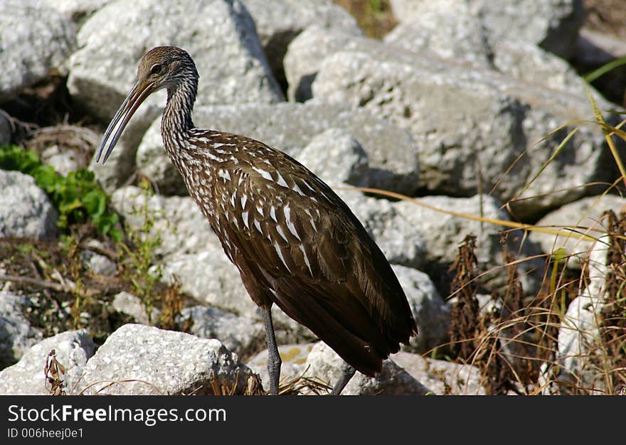 Limpkin