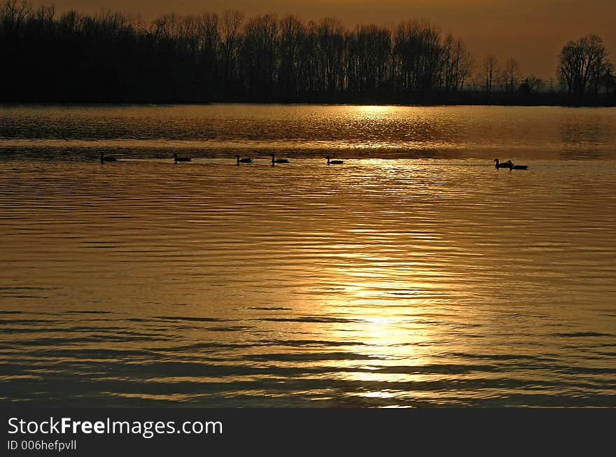 Ducks on a lake during sunset