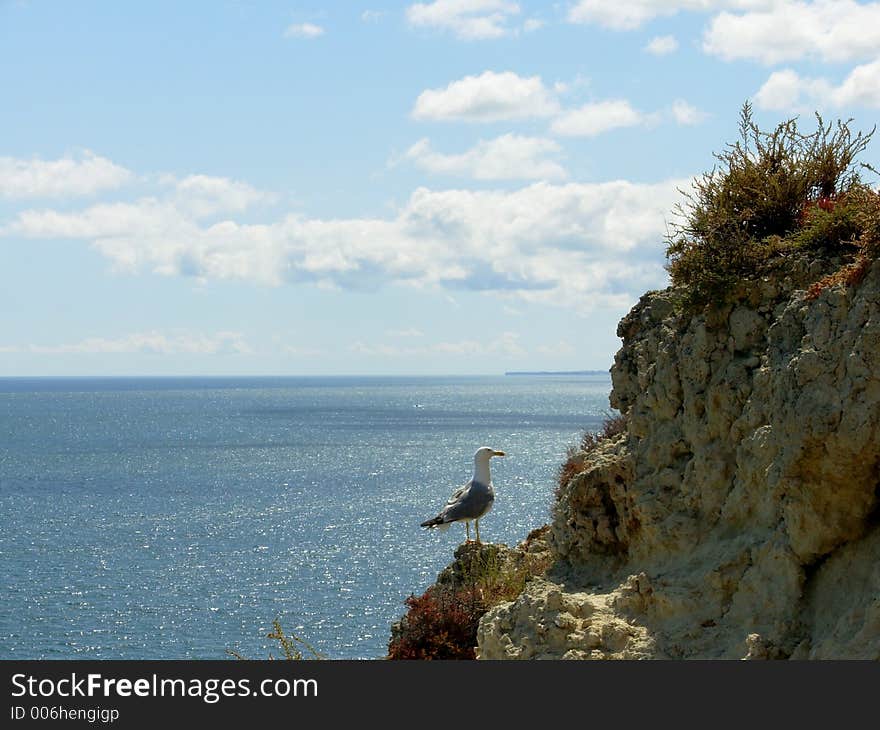 Gull and sea