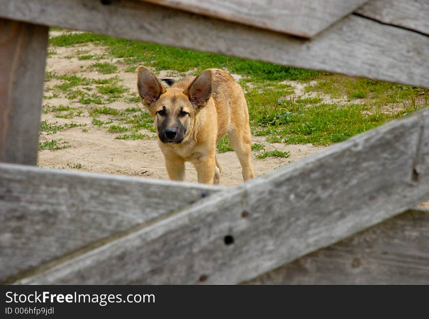 Funny scared little dog behind fence. Funny scared little dog behind fence