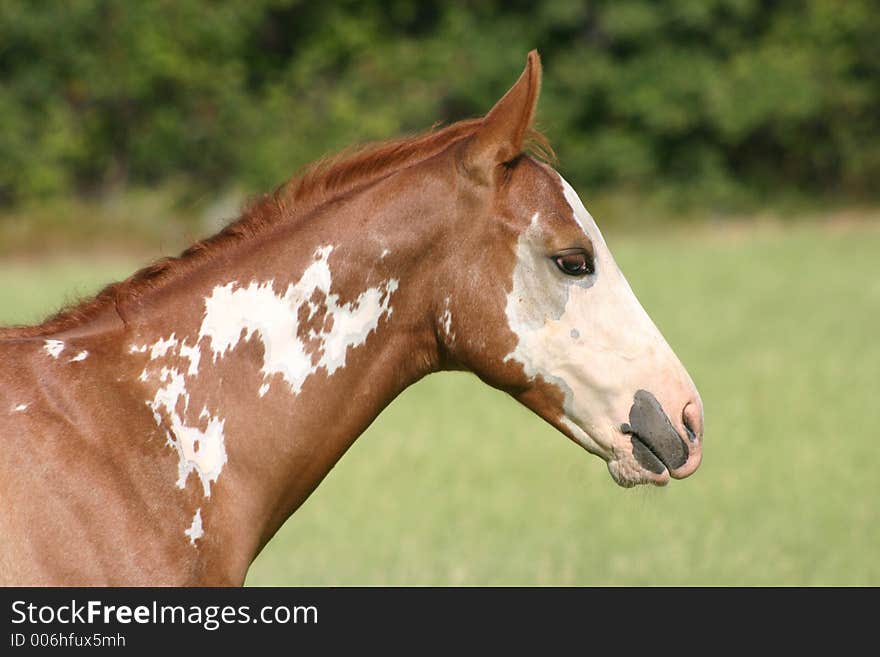 Sorrel overo paint colt with flashy markings and bald face, sideview, head and neck portrait, summer pasture