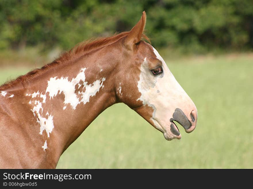 Yawning Paint Colt