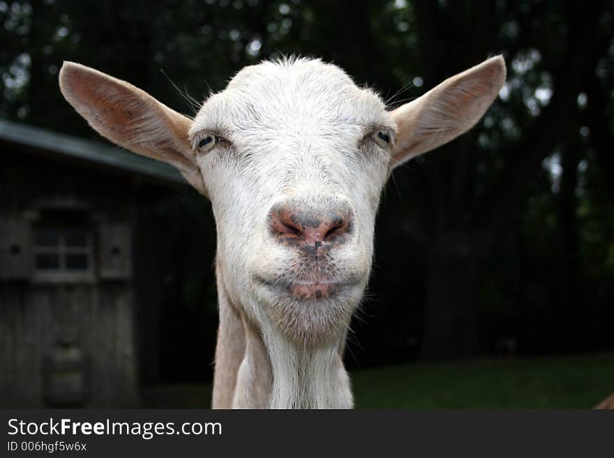 A funny looking goat with no horns. A funny looking goat with no horns.