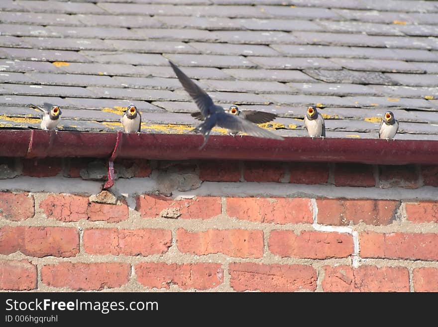 Swallow feeding chicks