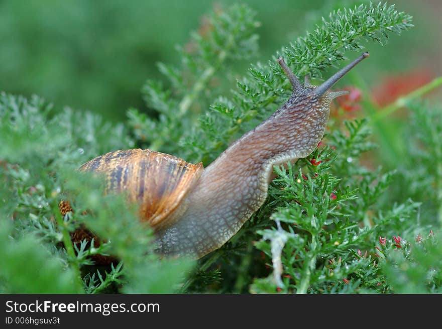 Snail hidden in grass