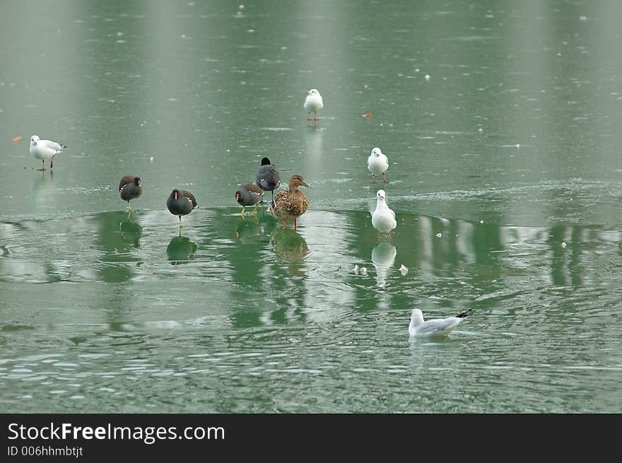 Birds on a frozen lake. Birds on a frozen lake