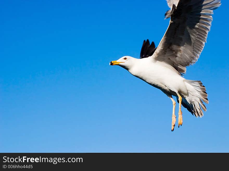 Flying Seagull