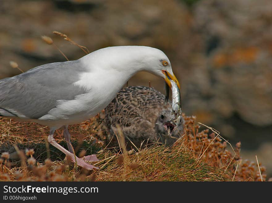 A gull feeding his baby. A gull feeding his baby