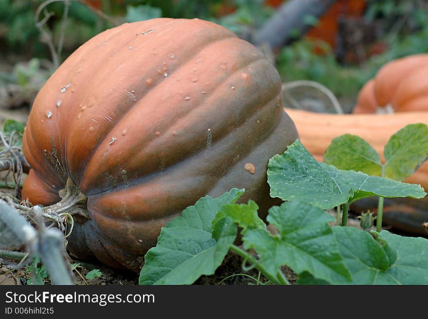 Red pumpkin in a garden. Red pumpkin in a garden