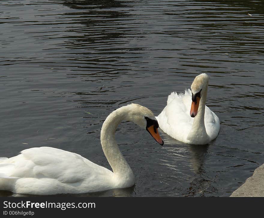 Swans