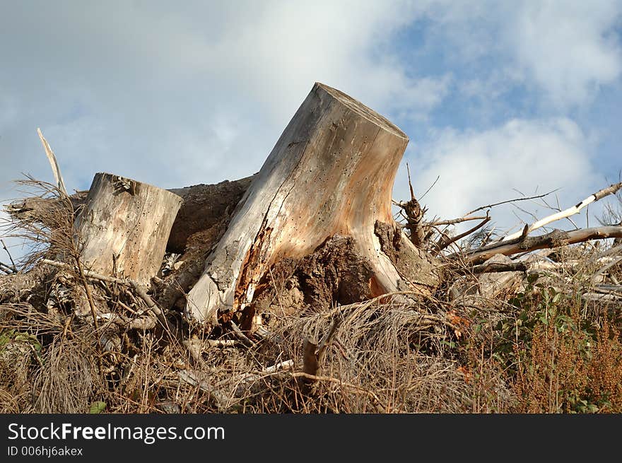 Cut tree after storm. The day after Christmas 1999, a terrible storm blew over France... Here, in Beaujolais,five years later. Cut tree after storm. The day after Christmas 1999, a terrible storm blew over France... Here, in Beaujolais,five years later.